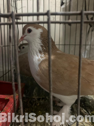 লাহোরি শিরাজি ডিম সহ জোরা ।১০০% Fresh